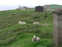 Shetland Inseln