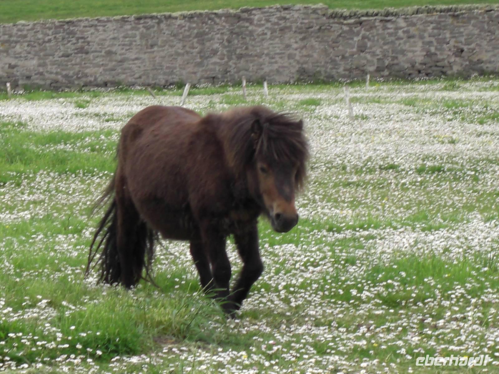 ein süßes Shetland-Pony