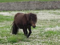 ein süßes Shetland-Pony