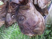 Fischtrockengestell in Hammerfest