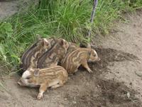 Frischlinge am Wikingermuseum