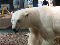 Auf Spitzbergen – im Svalbard-Museum Longyearbyen
