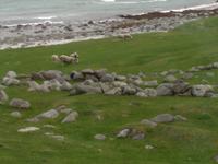 Lofoten