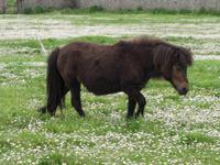 Pony