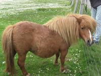 Shetlandpony