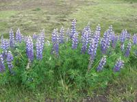 die blaue Lobelie