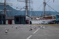im Hafen von Bergen