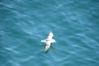 Schottland Island 2017