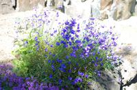 Schottland Island 2017