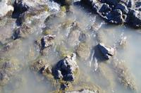 Schottland Island 2017