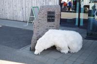 Schottland Island 2017