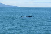 Schottland Island 2017