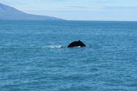 Schottland Island 2017