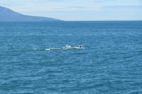 Schottland Island 2017