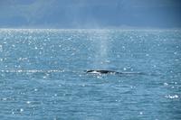 Schottland Island 2017