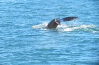 Schottland Island 2017