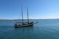 Schottland Island 2017