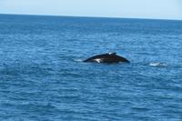 Schottland Island 2017