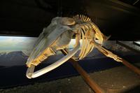 Schottland Island 2017