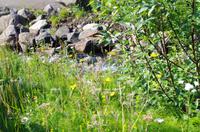 Schottland Island 2017