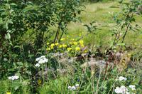 Schottland Island 2017