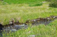 Schottland Island 2017