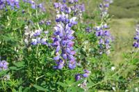 Schottland Island 2017