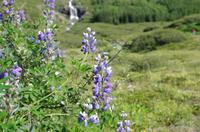 Schottland Island 2017