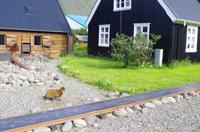 Schottland Island 2017