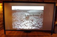 Schottland Island 2017