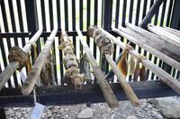 Schottland Island 2017