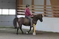 Schottland Island 2017