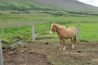 Schottland Island 2017
