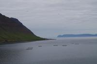 Schottland Island 2017