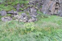 Schottland Island 2017