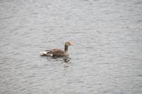 Schottland Island 2017