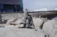 Schottland Island 2017