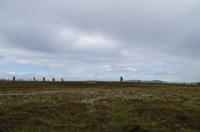 Schottland Island 2017