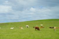 Schottland Island 2017