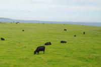 Schottland Island 2017