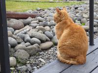 Katze