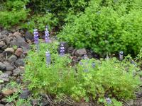 Lupinen