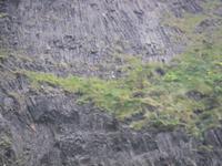 Mit viel Fantasie ist der Papageitaucher zu erkennen.