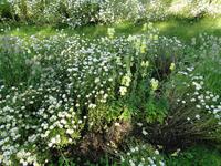 Botanischer Garten in Reykjavik