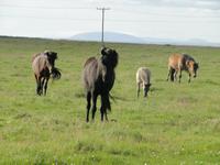 Islandponys