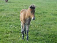 Islandponys