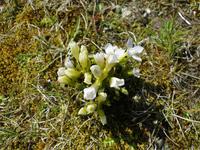 Nationalpark Thingvellir