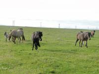 Islandponys