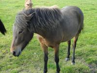 Islandponys