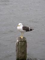 Möwe